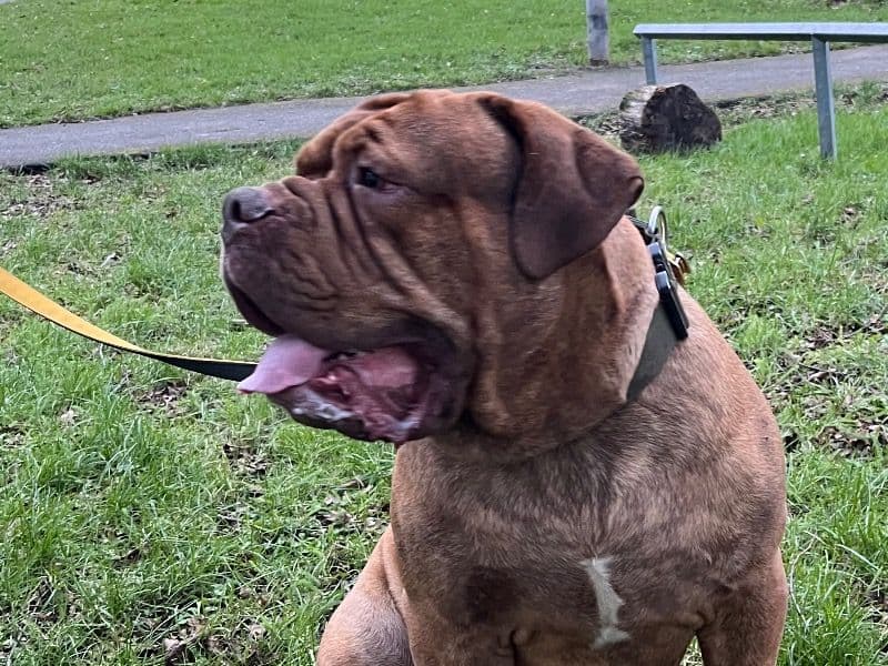 Dogue de Bordeaux 2 years 10 months old male extra large named Hooch for breeding in Slough, England | Petmeetly