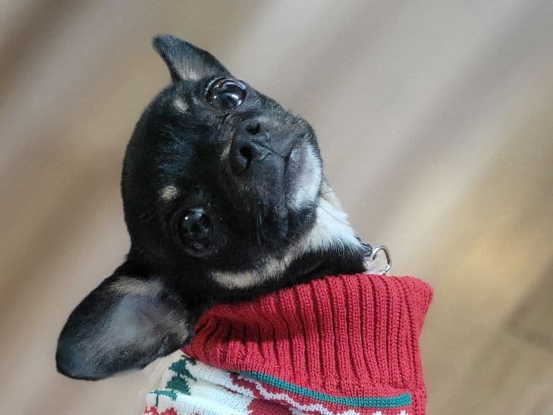 Chihuahua 1 year 4 months old male small named Bear for breeding in Waterloo Regional Municipality, Ontario | Petmeetly