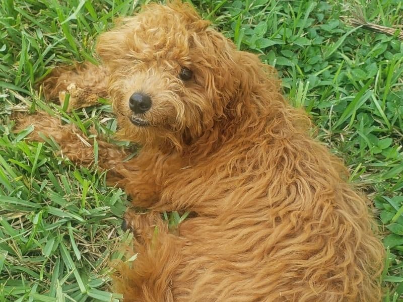 Mini Golden Doodle 11 months old male small named Davinchi for sale in Broward County, Florida | Petmeetly
