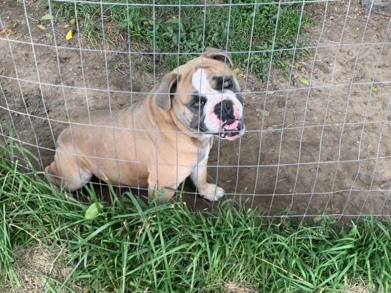 Old English Bulldog 2 years 8 months old male large named Otis for breeding in Chattooga County, Georgia | Petmeetly