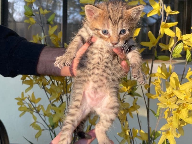 Savannah 1 month old female named Sasha for sale in Osceola County, Florida | Petmeetly