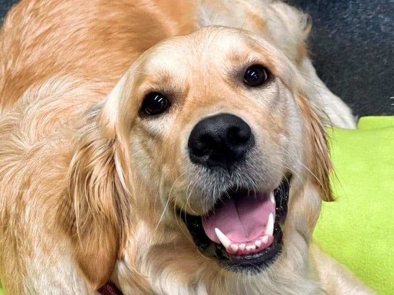 English Golden Retriever 4 years 8 months old female medium named Bella for breeding in Berkshire, England | Petmeetly