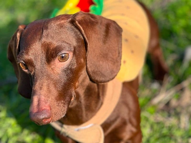 Miniature Dachshund 6 years 3 months old male small named Benji for breeding in Texas | Petmeetly