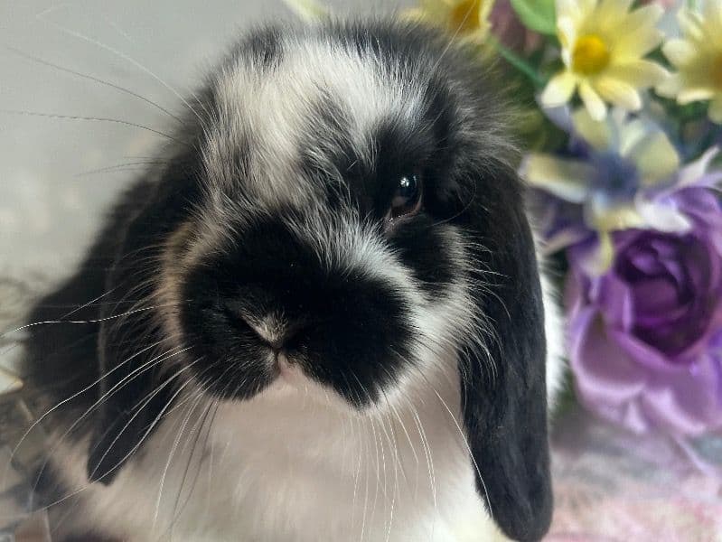 Maggie primary photo