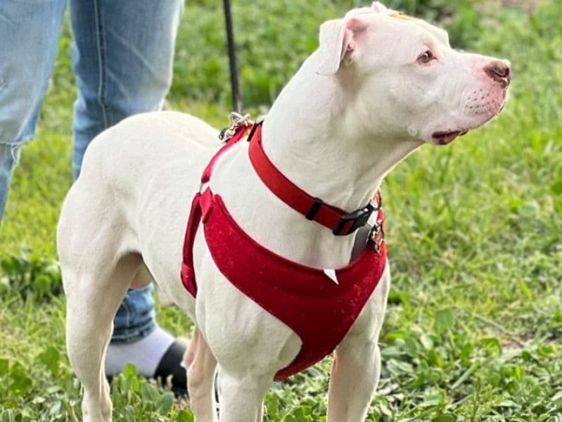 Rednose Pitbull Terrier 2 years 9 months old male medium named Chico for breeding in Thornton, Colorado | Petmeetly