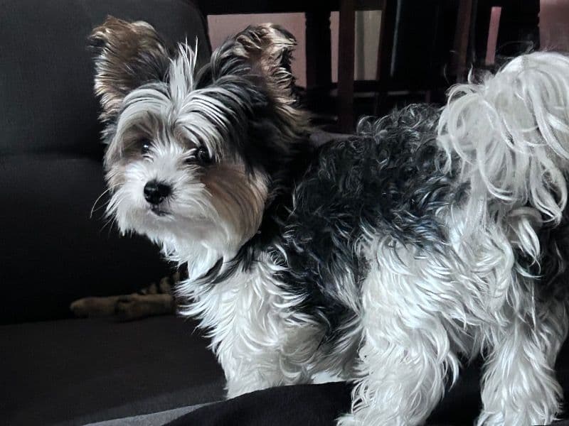 Biewer Terrier 4 years 2 months old male small named Rigby for breeding in Kern County, California | Petmeetly