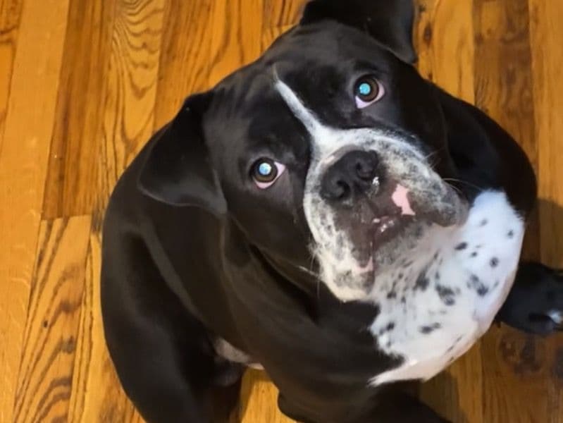 Pocket Bully 1 year 10 months old male medium named Max for breeding in Bronx County, New York | Petmeetly