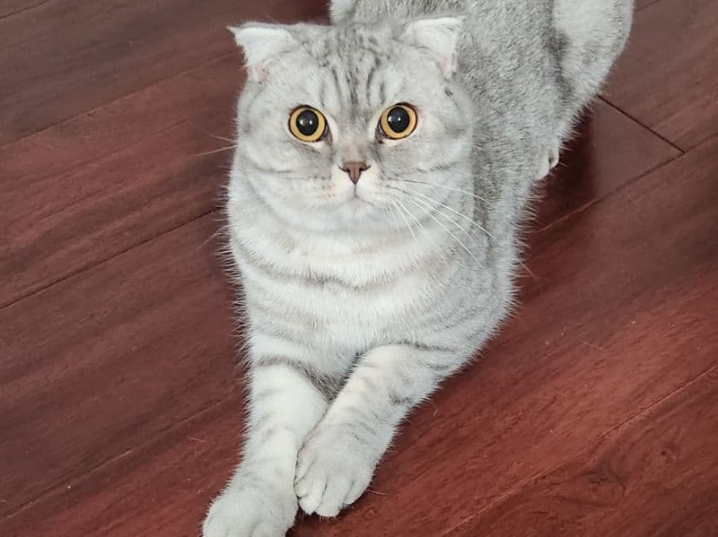 Scottish Fold 1 year 6 months old female named Lili for breeding in Regional Municipality of Peel, Ontario | Petmeetly