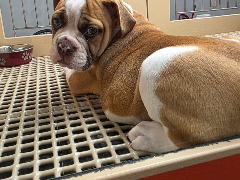Old English Bulldog 6 months old female medium named Millie for breeding in Henderson County, Texas | Petmeetly