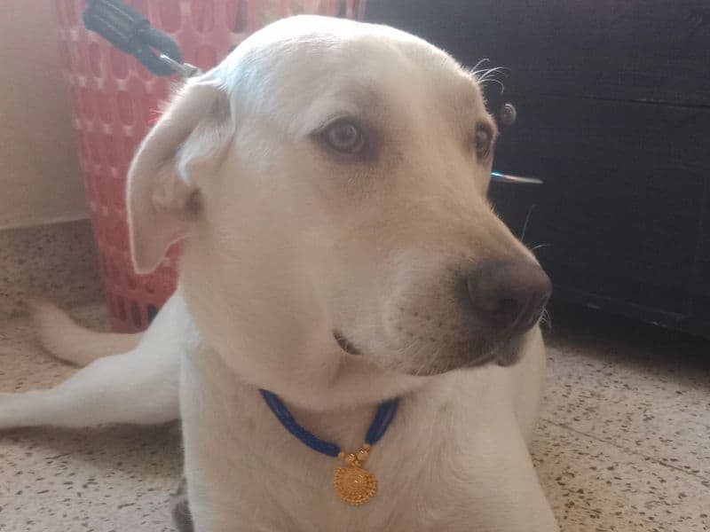 Afador 4 years 5 months old female medium named Lucky for breeding in Bangalore Division, Karnataka | Petmeetly