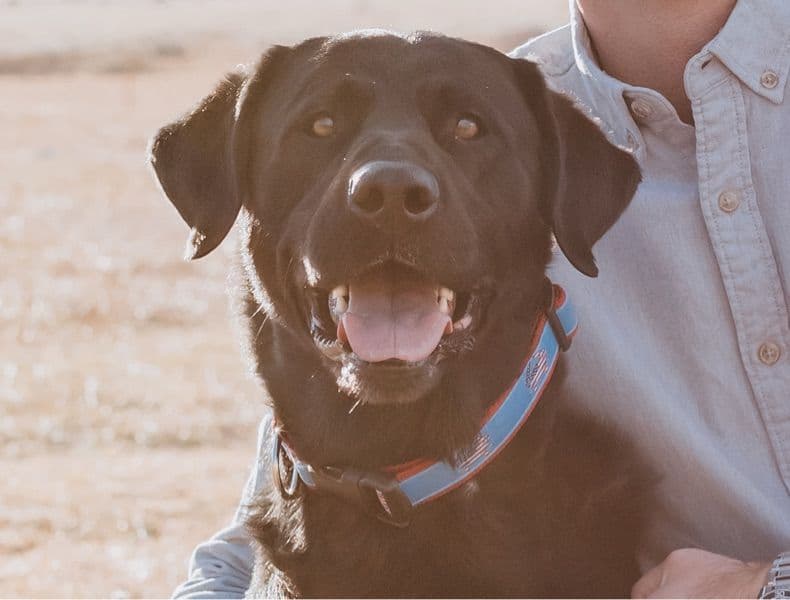 Labrador Retriever 8 years 1 month old male large named Jameson for breeding in Jefferson County, Colorado | Petmeetly
