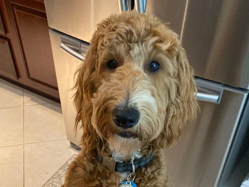 Mini Golden Doodle 4 years 4 months old male medium named Beau for breeding in Lake County, Florida | Petmeetly
