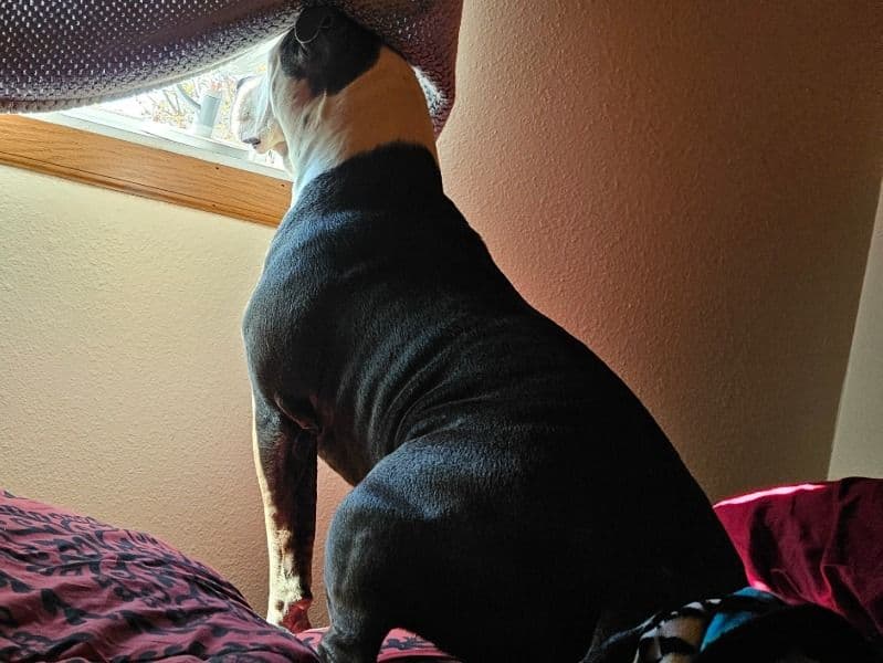 American Bulldog 3 years 4 months old male large named Sampson for breeding in McLeod County, Minnesota | Petmeetly