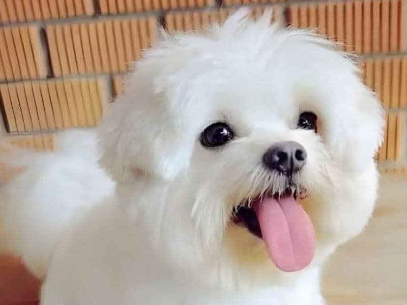 Chihuahua 5 months old male medium named Jimmy for breeding | Petmeetly