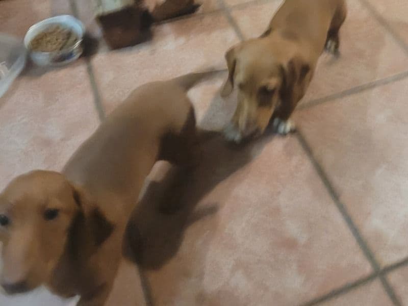 Dachshund 8 months old female medium named Daisy And Missy for sale in Brisbane City, Queensland | Petmeetly