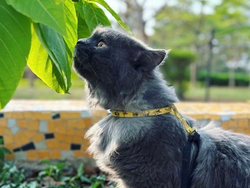 Persian 5 years old male named Bubbles for breeding in Konkan Division, Maharashtra | Petmeetly