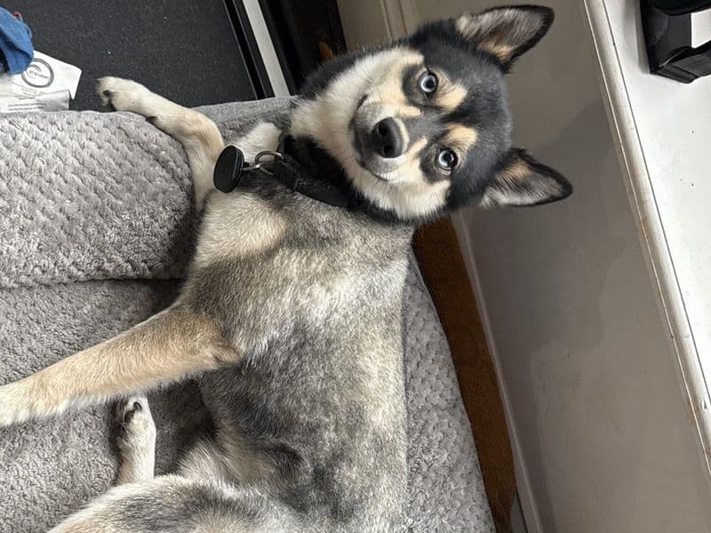 Alaskan Husky 2 years 3 months old male small named Wolfie for breeding in Broward County, Florida | Petmeetly