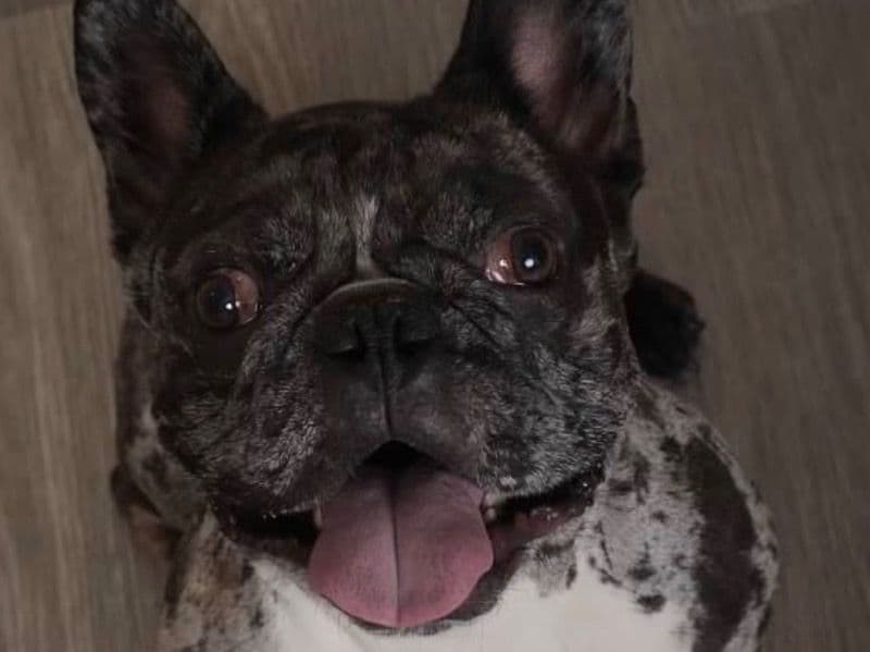 French Bulldog 5 years 7 months old male small named Chapo for breeding in Hudson County, New Jersey | Petmeetly
