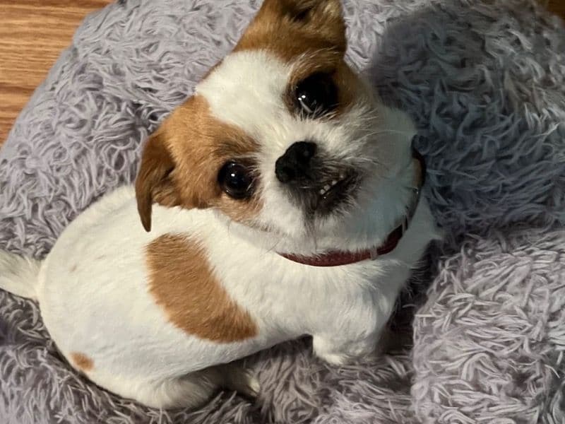 Chi-shi 4 years 4 months old female small named Z for breeding in Douglas County, Colorado | Petmeetly