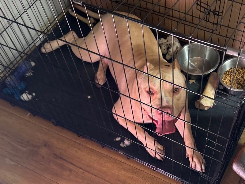 American PitBull Terrier 1 year 7 months old male extra large named Kyro for breeding in Pittsylvania County, Virginia | Petmeetly