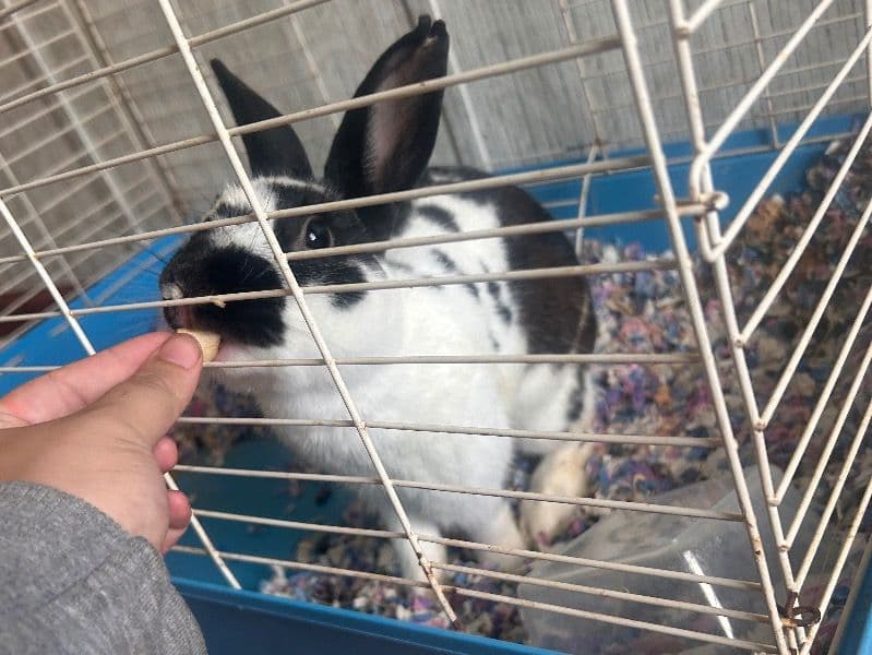 Lil Mamas - Mini Rex | Petmeetly