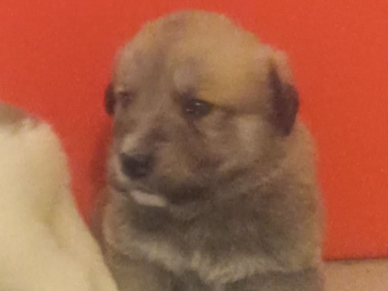 Great Pyrenees 1 month old male small named Bear Bear for sale in Clayton County, Georgia | Petmeetly