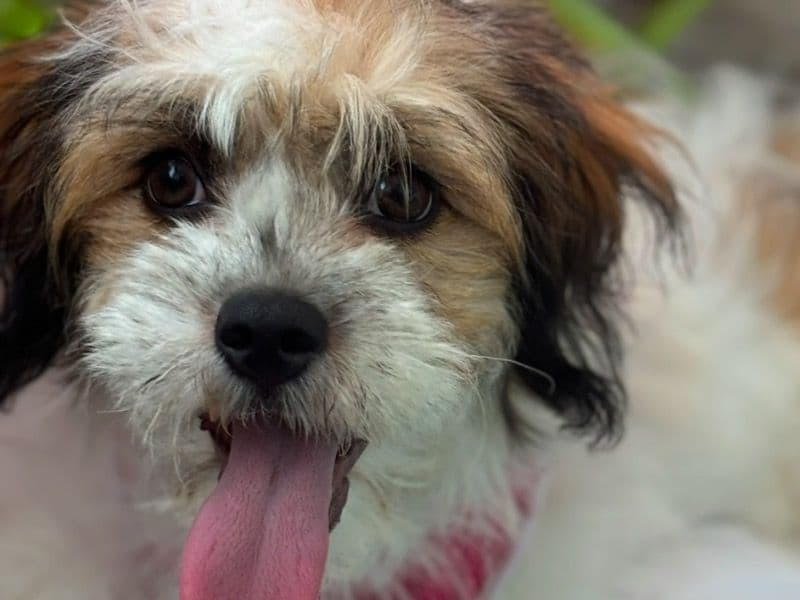 Cookie primary photo