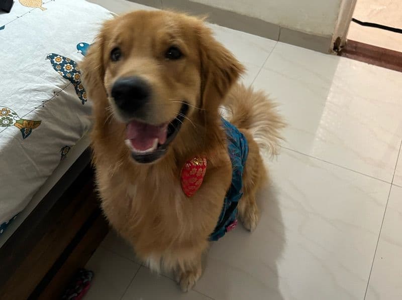 English Golden Retriever 2 years old male medium named Max for breeding in Pune Division, Maharashtra | Petmeetly