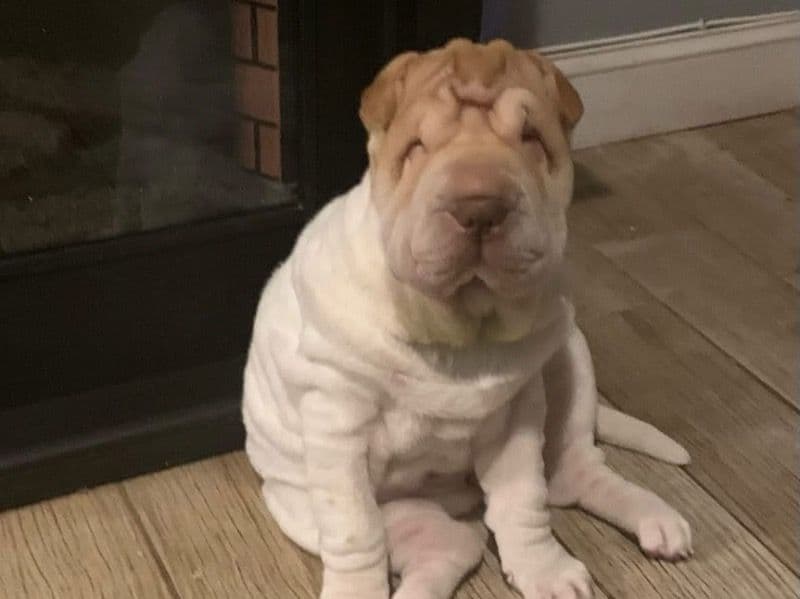 Chinese Shar-Pei 2 years 4 months old female medium named Sage for breeding in Northampton County, Pennsylvania | Petmeetly