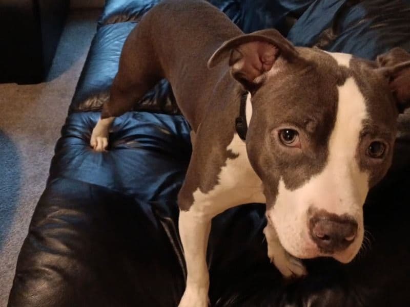 Blue nose Pitbull 1 year 5 months old female medium named Chase for breeding in King County, Washington | Petmeetly