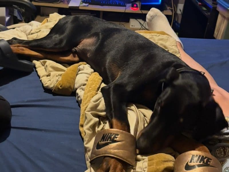 Doberman 1 year old male large named Cash for breeding in Hamilton County, Tennessee | Petmeetly