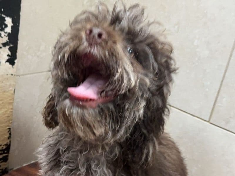 Cockapoo 2 years old male small named Whiskey for sale in Eatonton, Georgia | Petmeetly