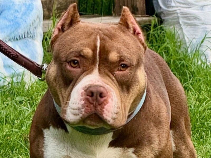 American Bully 2 years 4 months old male medium named Louie for breeding in Mercer County, Pennsylvania | Petmeetly