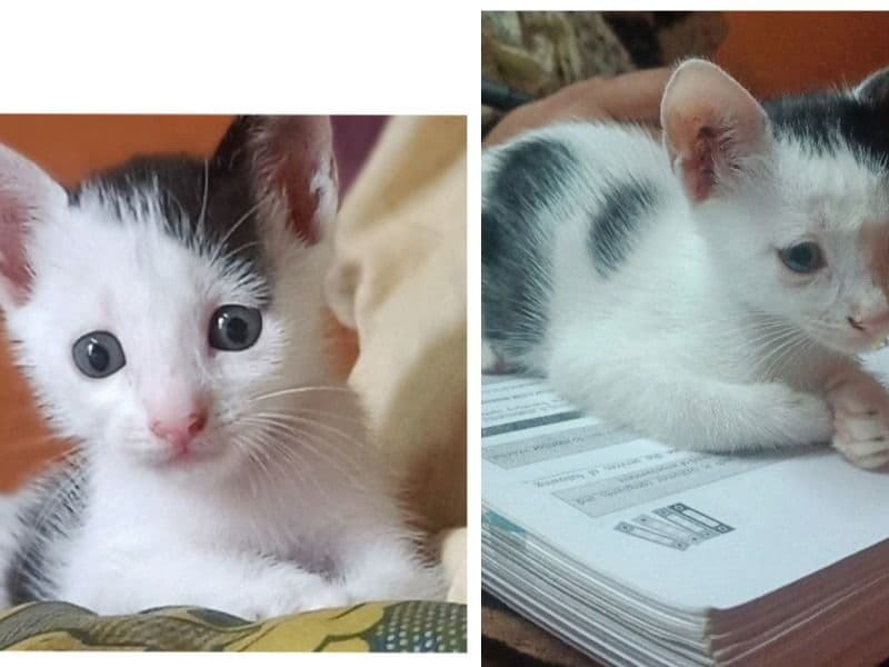 Tuxedo Cat 6 months old male named Lichi for breeding in Presidency Division, West Bengal | Petmeetly