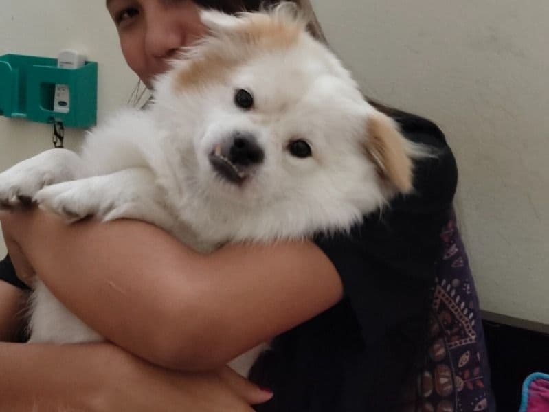 German Spitz 5 years 1 month old male small named Oscar for breeding in Meerut Division, Uttar Pradesh | Petmeetly