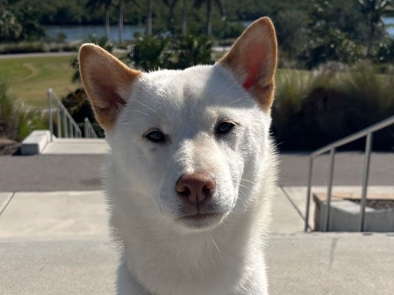 Shiba Inu 1 year 8 months old male medium named Cooper for breeding in Collier County, Florida | Petmeetly