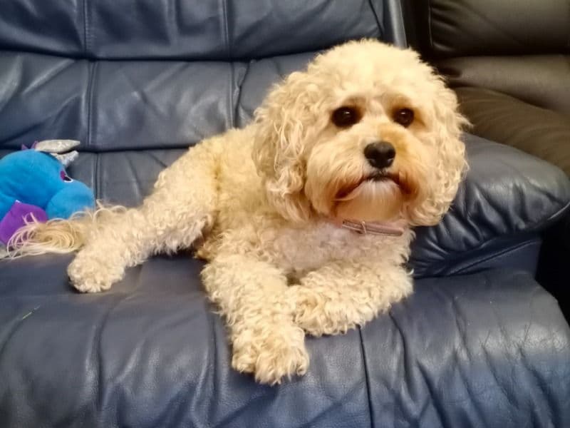 Cavoodle 5 years 3 months old female small named Elly for breeding in Georges River Council, New South Wales | Petmeetly