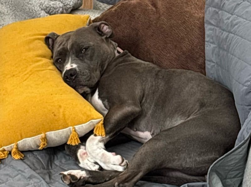 Blue nose Pitbull 3 years old female medium named Valkyrie for breeding in Cook County, Illinois | Petmeetly