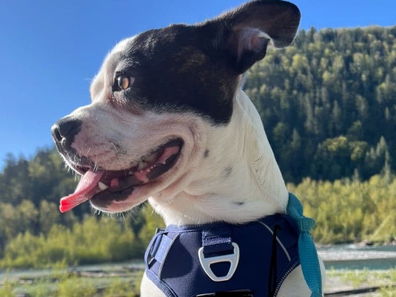 French Bulldog 1 year 4 months old male small named Pawblow for breeding in Fraser Valley, British Columbia | Petmeetly