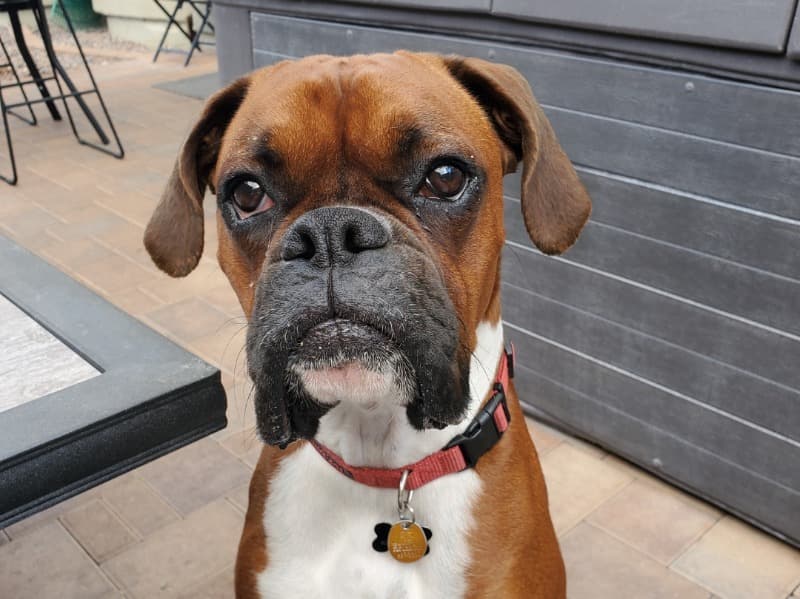 Boxer 4 years old male medium named Kain for breeding in Maricopa County, Arizona | Petmeetly