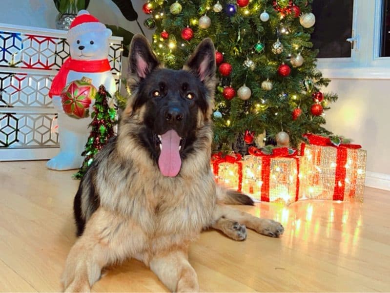 German Shepherd 3 years 6 months old male large named Eubin for breeding in Regional Municipality of Peel, Ontario | Petmeetly