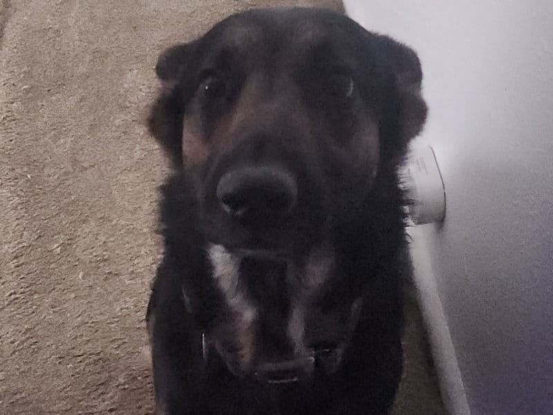 German Shepherd 3 years 3 months old female large named Midnight for breeding in El Paso County, Colorado | Petmeetly