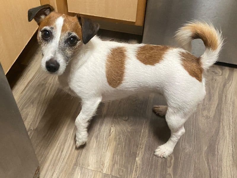 Jack Russell Terrier 3 years old female small named Looney for breeding in Los Angeles County, California | Petmeetly