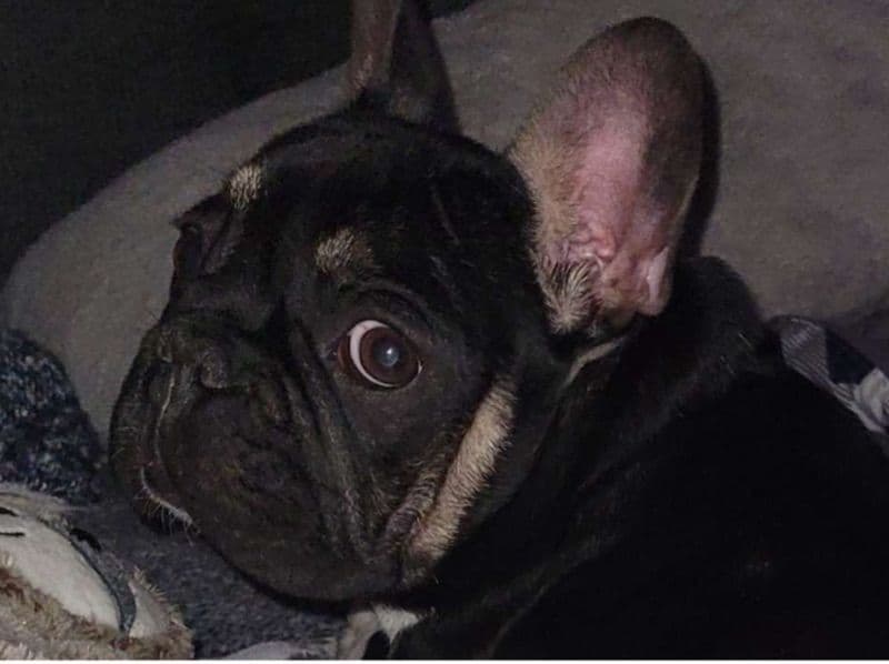 French Bulldog 1 year 11 months old male small named Paddington for sale in Amelia County, Virginia | Petmeetly