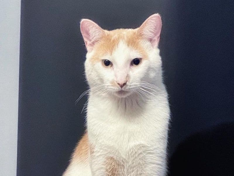 American Shorthair 1 year 10 months old male named Cherry for adoption in Regional Municipality of Peel, Ontario | Petmeetly