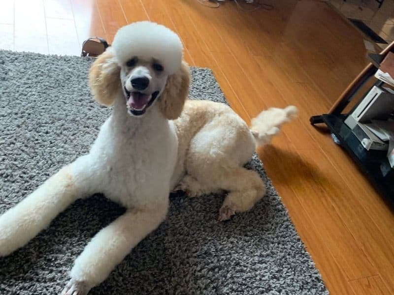 Standard Poodle 4 years 5 months old male large named Bryce for breeding in Macomb County, Michigan | Petmeetly