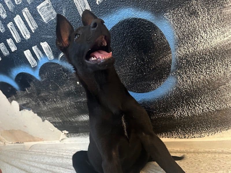 Black German Shepherd 6 months old female small named Negra for sale in Los Angeles County, California | Petmeetly