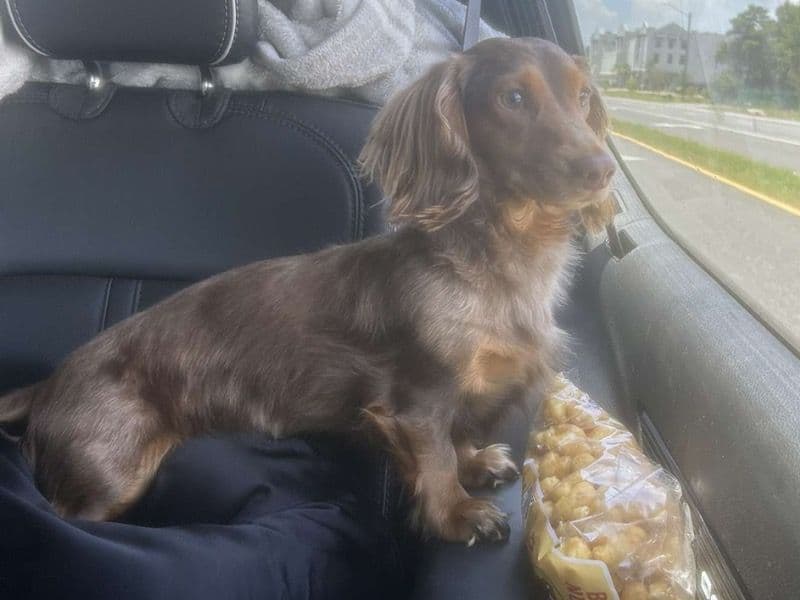 Miniature Dachshund 2 years 2 months old male small named Louie for breeding in Jasper County, Missouri | Petmeetly