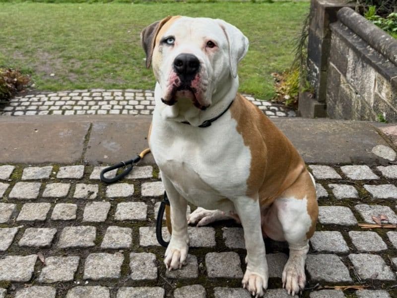 American Bulldog 4 years 11 months old female extra large named Shadow for breeding in Glasgow City, Scotland | Petmeetly