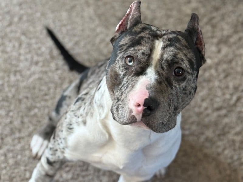 American Staffordshire Terrier 1 year 5 months old male medium named Louis for breeding in Montgomery County, Indiana | Petmeetly